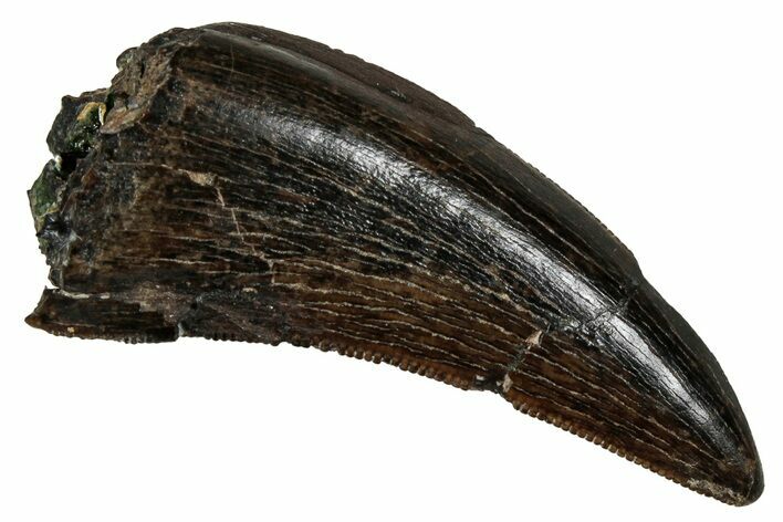 Serrated Tyrannosaur Tooth - Judith River Formation #335903